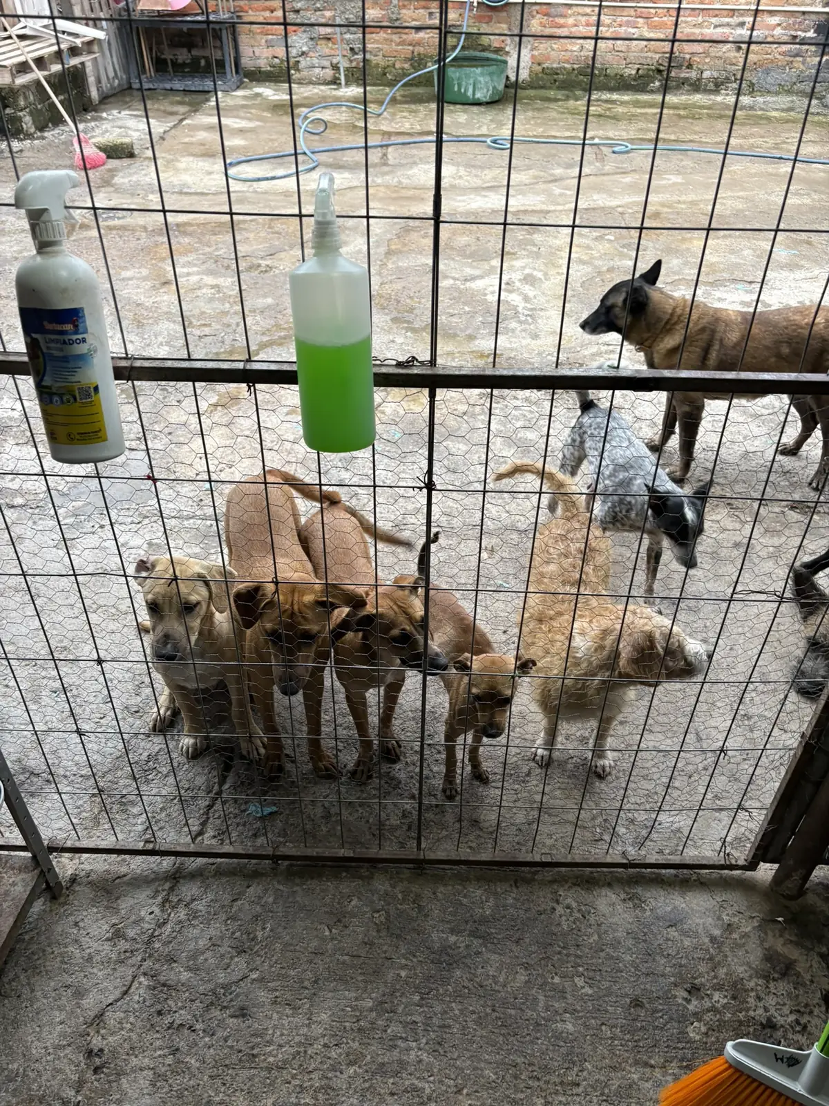 Camada de cachorros dentro de una jaula del refugio, junto a un comedero metálico.